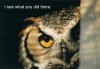 see-owl.jpg