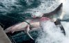 shark-bite_1510520c.jpg