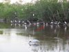 Spot the Gator.jpg