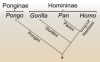 220px-Stammbaum_der_Hominidae.svg.png