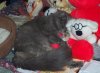 Fergiesleeping.jpg