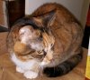 Tabby 1a.jpg