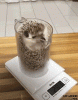 hedgehog jump.gif hedgehog jump.gif