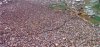 WoodstockCrowd.jpg