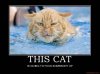 Thiscat.jpg