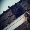 Monsieur Pussycat 1a.jpg
