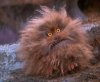 Fizzgig 1a.jpg
