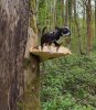mushroom dog reddit.jpg