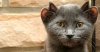 yoda-cat-with-four-ears-7.jpg
