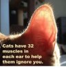 Cat Ears 1a.jpg