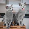 russian-blue-cat-with-mesmerizing-green-eyes-21.jpg