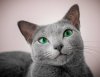 russian-blue-cat-with-mesmerizing-green-eyes-9.jpg