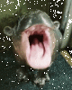 baby hippo 2.gif