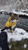 the yellow coat.jpg