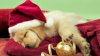 christmas puppy.jpg