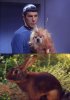 Star Trek TOS Dog+PIC Rabbit 2a.jpg