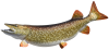 Northern Pike 1a.png