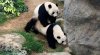 panda-sex44.jpg
