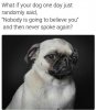 dog1.jpg