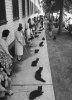 black cat auditions.jpg