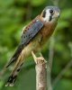 kestrel.jpg