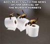 Murder Hornets 1b.jpg