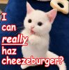 White Kitten Cheezburger 2a.jpg