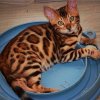 Bengal 1f.jpg