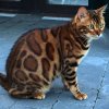 Bengal 1k.jpg