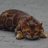 Bengal 1j.jpg