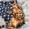 Bengal 1n.jpg