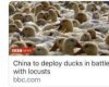 ducks.jpg