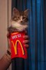 McD's Kitten 1a.jpg