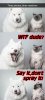 Cat Says WTF 3a.jpg