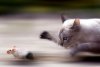 amazing-animal-pictures-52.jpg