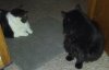 aimees-cats.jpg