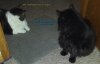 aimees-cats-captioned.jpg