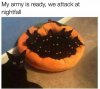 black kittens.jpg