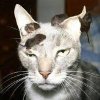 caption-the-avatar-av.jpg caption-the-avatar-av.jpg