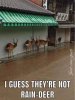 rain dear.jpg