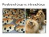 dogs.jpg