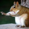 Stop the squarel.jpg Stop the squarel.jpg