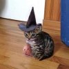 cat witch.jpg cat witch.jpg