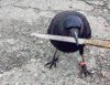bird with leg monitor and knife.jpg bird with leg monitor and knife.jpg