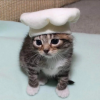 kitten.png