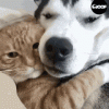tenor (1).gif tenor (1).gif