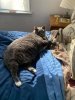 fat cat.jpg