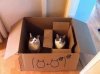 cat boxes.jpg