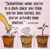 planted.jpg