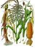 220px-Zea_mays_-_Köhler–s_Medizinal-Pflanzen-283.jpg